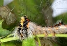 Acronicta tridens гусеница голова